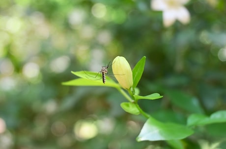 蚊子包怎么快速消肿止痒(蚊子包如何快速消肿止痒？)