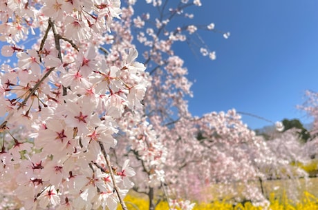 梅花伞股票 从2015年4月29日到6月4日