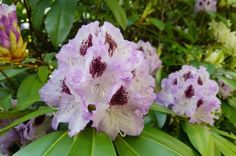 杜鹃花养殖方法(杜鹃花养殖方法：夏季如何科学浇水？)